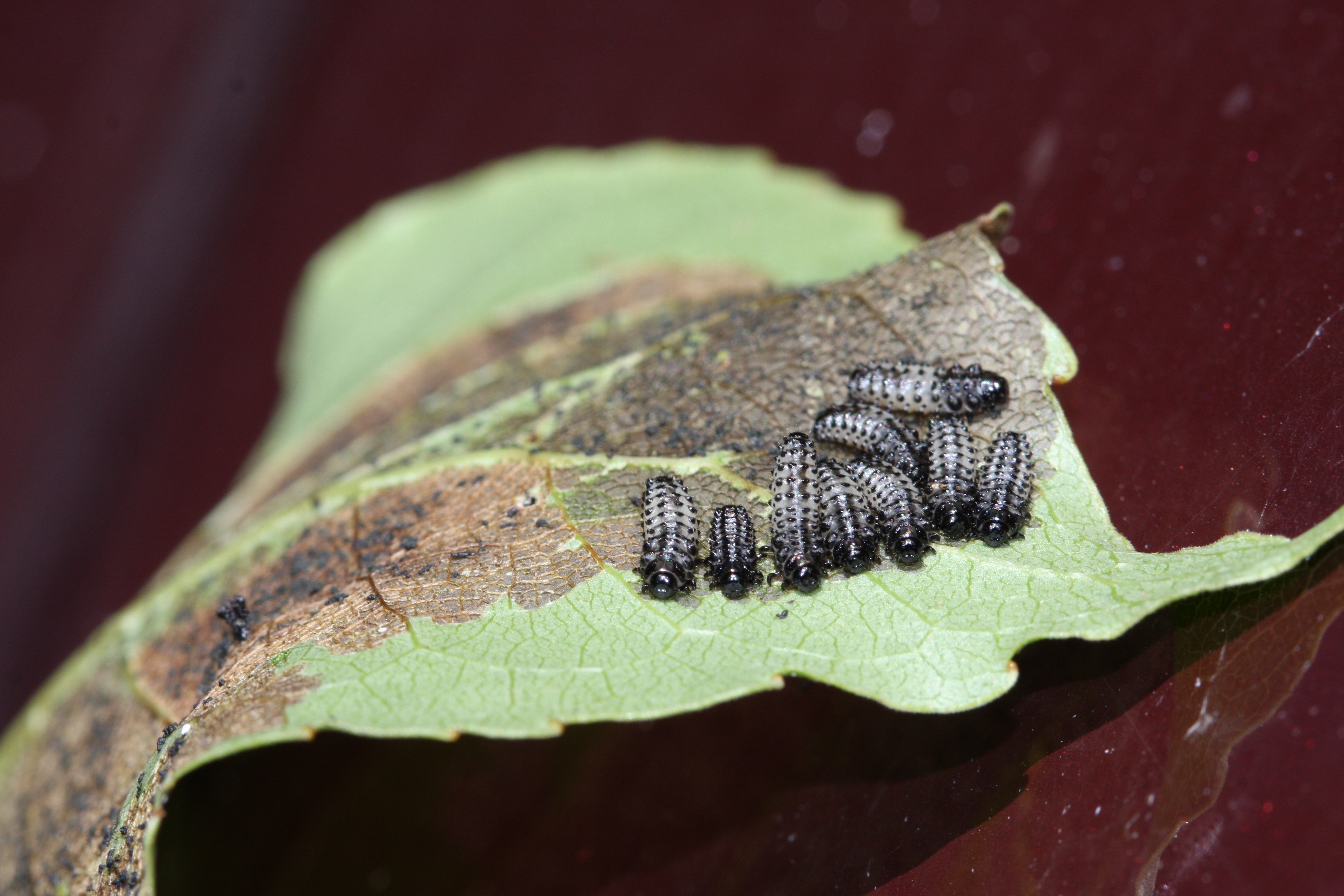 asparglytta_BH (2).JPG